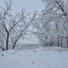 snow-covered trees and ground beside a partially visible calm river under an overcast sky